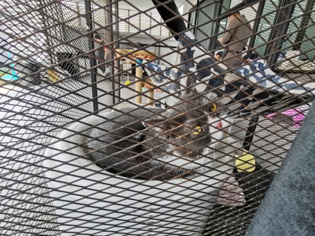 Cat แมว