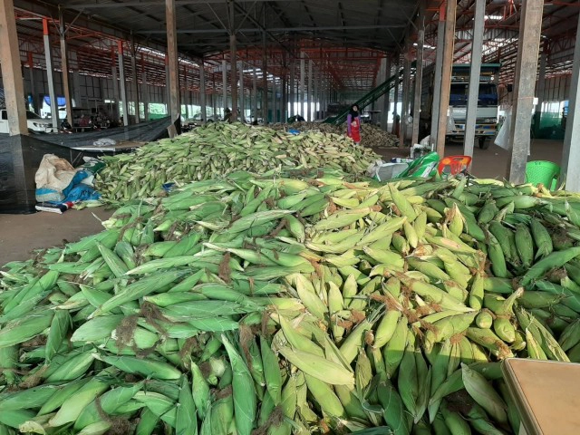 เร่งเก็บข้าวโพดหลังหน่วยงานรัฐเข้าช่วยกระจายสินค้า