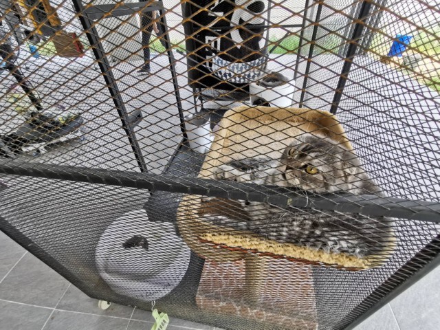 Cat แมวสายพันธุ์ต่างประเทศ