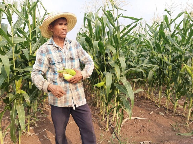 เร่งเก็บข้าวโพดหลังหน่วยงานรัฐเข้าช่วยกระจายสินค้า