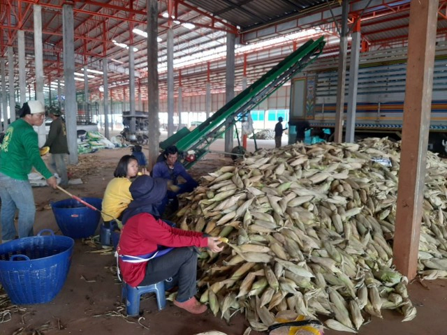 เร่งเก็บข้าวโพดหลังหน่วยงานรัฐเข้าช่วยกระจายสินค้า