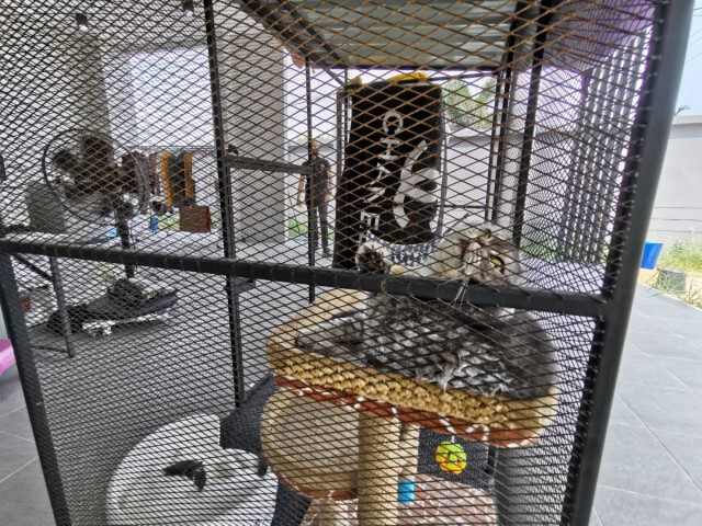 Cat แมว