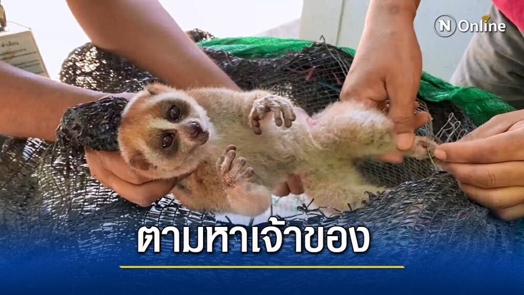 พบ "นางอาย" หลงทางกลางเมือง พบ "นางอาย" หลงทางกลางเมือง