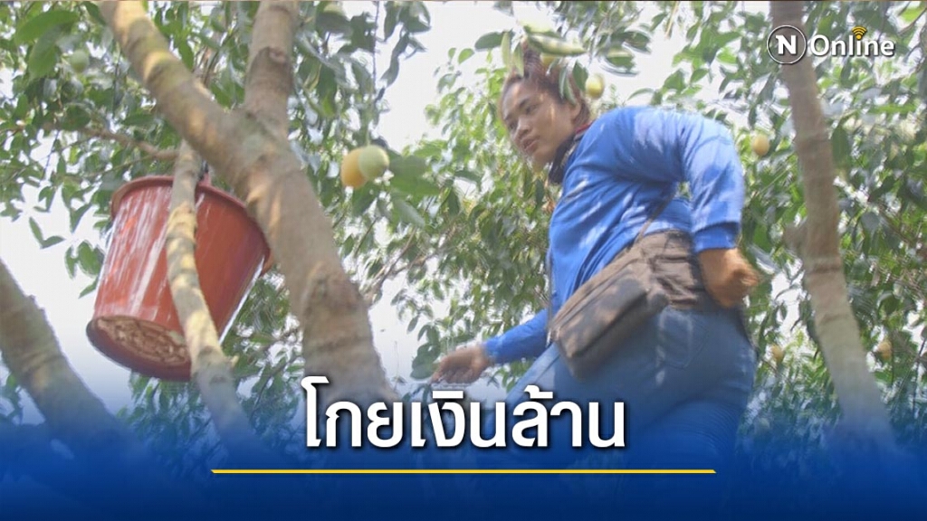 ปลูกมะยงชิดนอกฤดูกาล-โกยเงินล้าน ปลูกมะยงชิดนอกฤดูกาล-โกยเงินล้าน