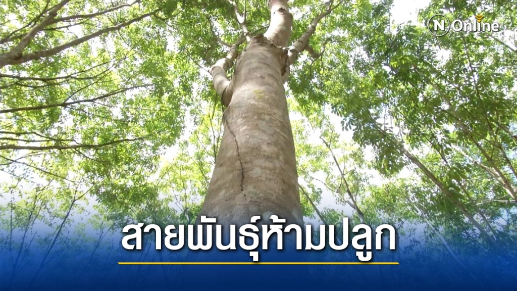 กยท.เตือนชาวสวนยางห้ามปลูก "600ยอดดำ" ไม่ผ่านการรับรอง