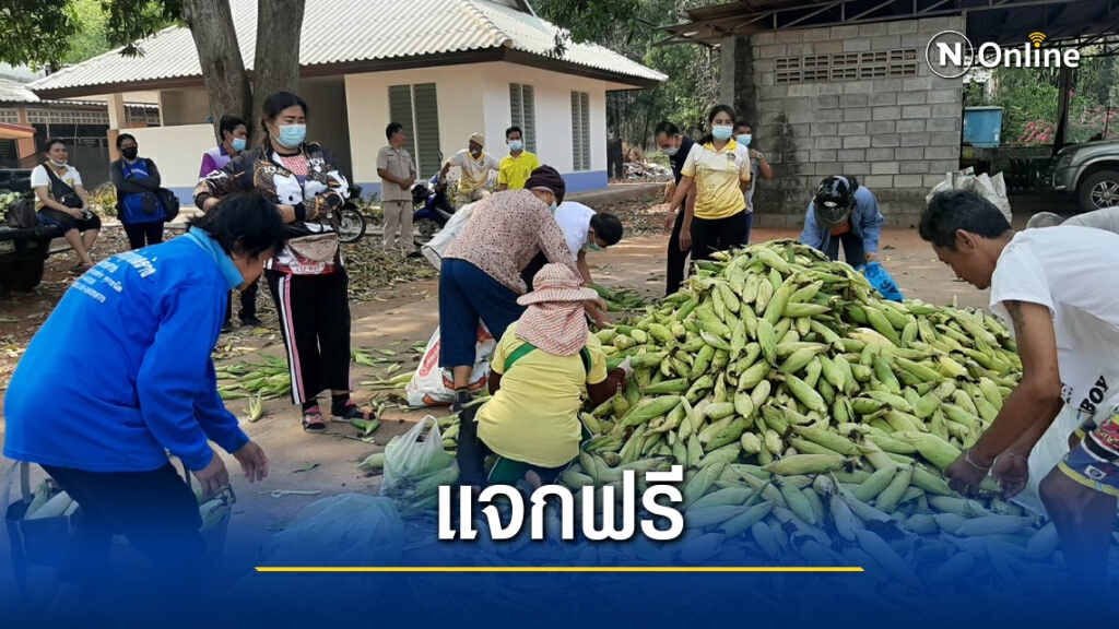 เกษตรกรขนข้าวโพดหวานแจกฟรีหน้าที่ว่าการอำเภอ เกษตรกรขนข้าวโพดหวานแจกฟรีหน้าที่ว่าการอำเภอ