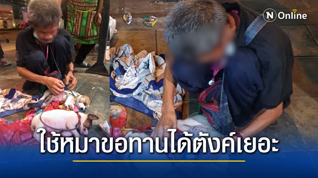 รวบชายเร่ร่อน นำสุนัขนั่งขอทาน อ้างได้เยอะกว่าขอธรรมดา ซื้อมาจากจตุจักรตัวละ 500 บาท