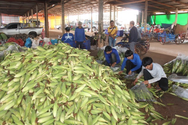 ตลาดข้าวโพดกลับมาคึกคัก มีออร์เดอร์แล้ว 300 ตัน