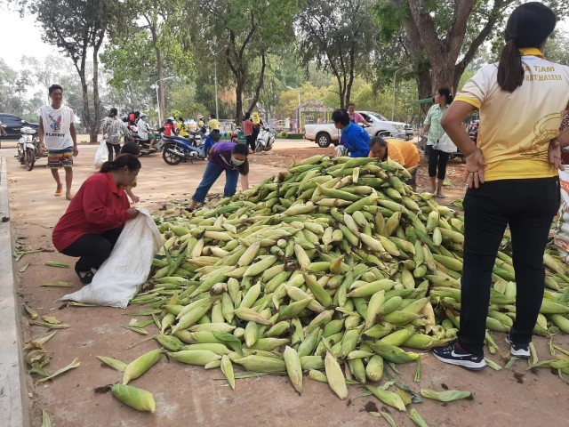เกษตรกรขนข้าวโพดหวานแจกฟรีหน้าที่ว่าการอำเภอ