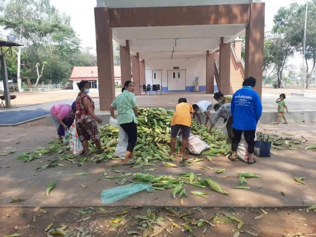 เกษตรกรขนข้าวโพดหวานแจกฟรีหน้าที่ว่าการอำเภอ