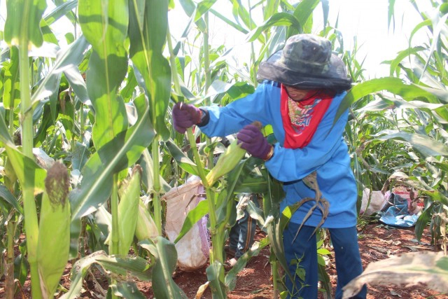 ตลาดข้าวโพดกลับมาคึกคัก มีออร์เดอร์แล้ว 300 ตัน