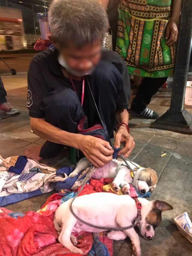 รวบชายเร่ร่อน นำสุนัขนั่งขอทาน อ้างได้เยอะกว่าขอธรรมดา ซื้อมาจากจตุจักรตัวละ 500 บาท