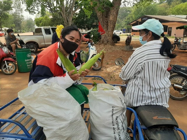 เกษตรกรขนข้าวโพดหวานแจกฟรีหน้าที่ว่าการอำเภอ
