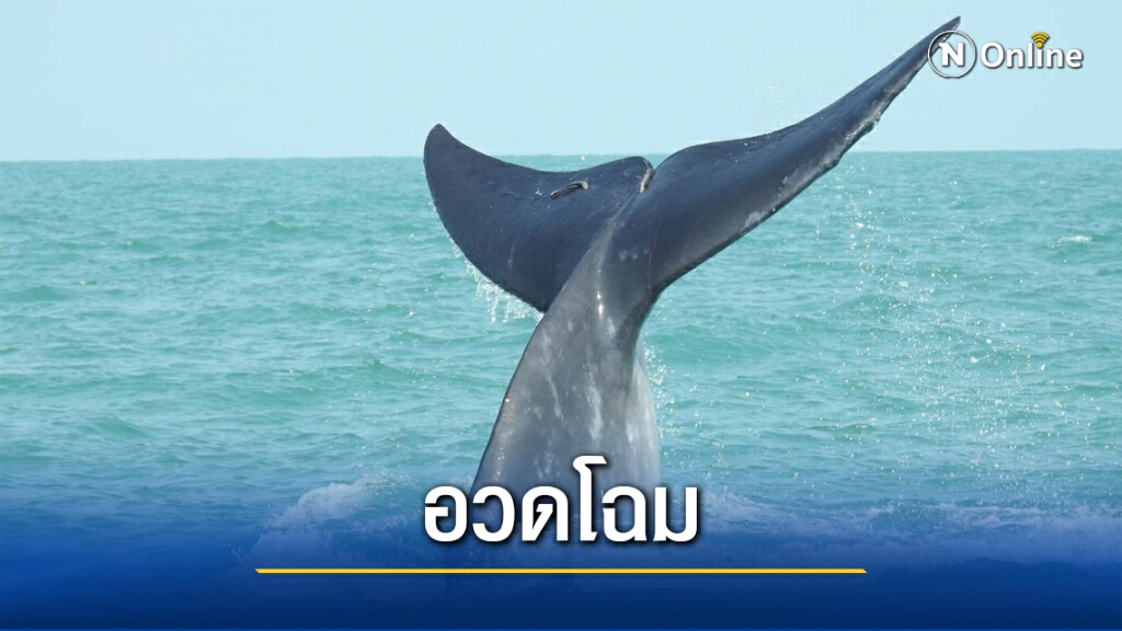 วาฬบรูด้า 4 ตัวว่ายน้ำหากินใกล้อุทยานฯ หมู่เกาะอ่างทอง