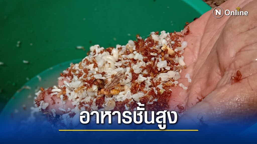 ไข่มดแดงราคาพุ่ง กก.ละ 800 บาท ไข่มดแดงราคาพุ่ง กก.ละ 800 บาท