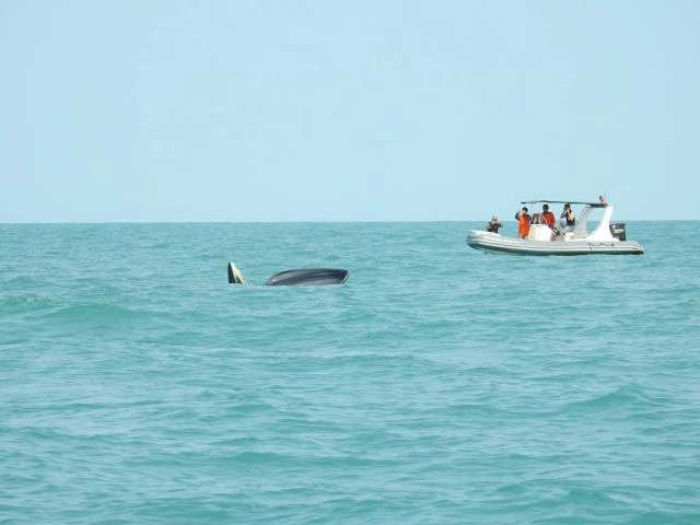 วาฬบรูด้า 4 ตัวว่ายน้ำหากินใกล้อุทยานฯ หมู่เกาะอ่างทอง