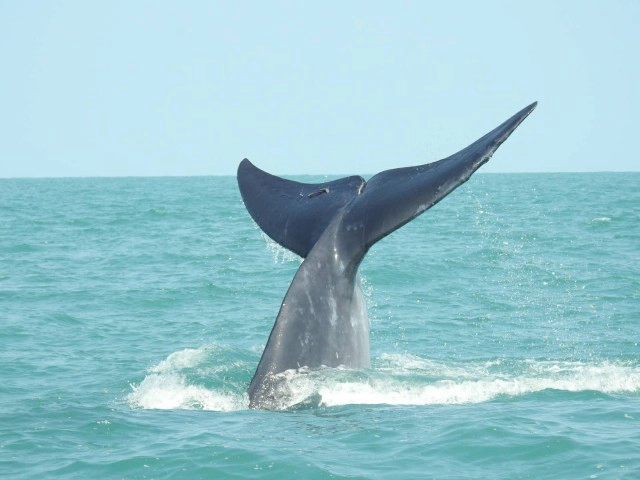 วาฬบรูด้า 4 ตัวว่ายน้ำหากินใกล้อุทยานฯ หมู่เกาะอ่างทอง