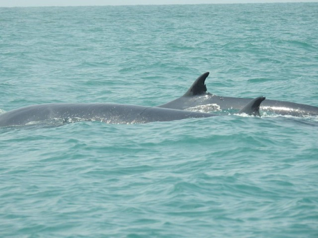 วาฬบรูด้า 4 ตัวว่ายน้ำหากินใกล้อุทยานฯ หมู่เกาะอ่างทอง