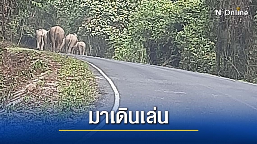 เตือนนักท่องเที่ยวระวังโขลงช้างบนเขาใหญ่ เตือนนักท่องเที่ยวระวังโขลงช้างบนเขาใหญ่