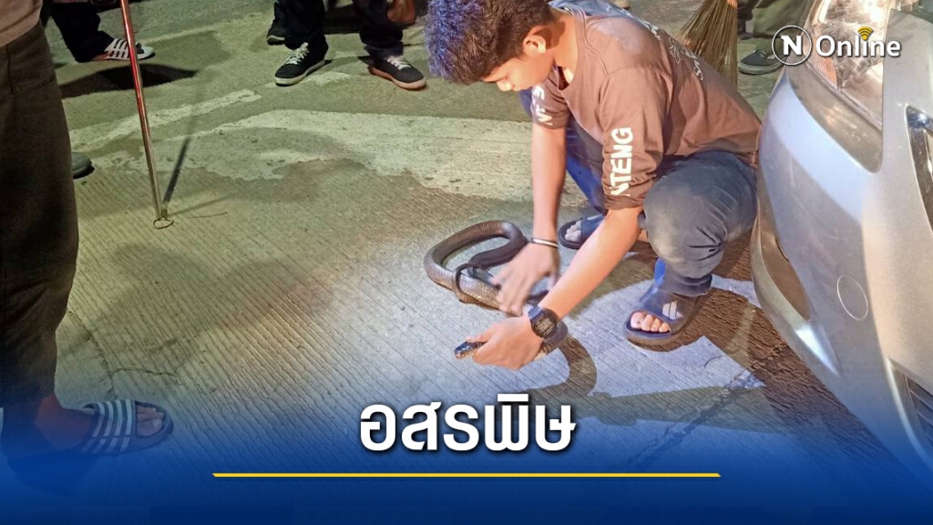 จับงูเห่าเลื้อยขึ้นรถเจ้าของร้านอาหารจอดใต้ต้นไม้