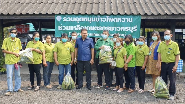 หมดในพริบตา แห่อุดหนุนซื้อข้าวโพดหวาน17ตัน