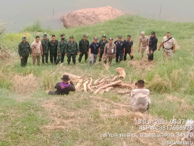 เหิมหนักกลุ่มมอดไม้ลอบขนพะยูงกลางวันแสกๆ