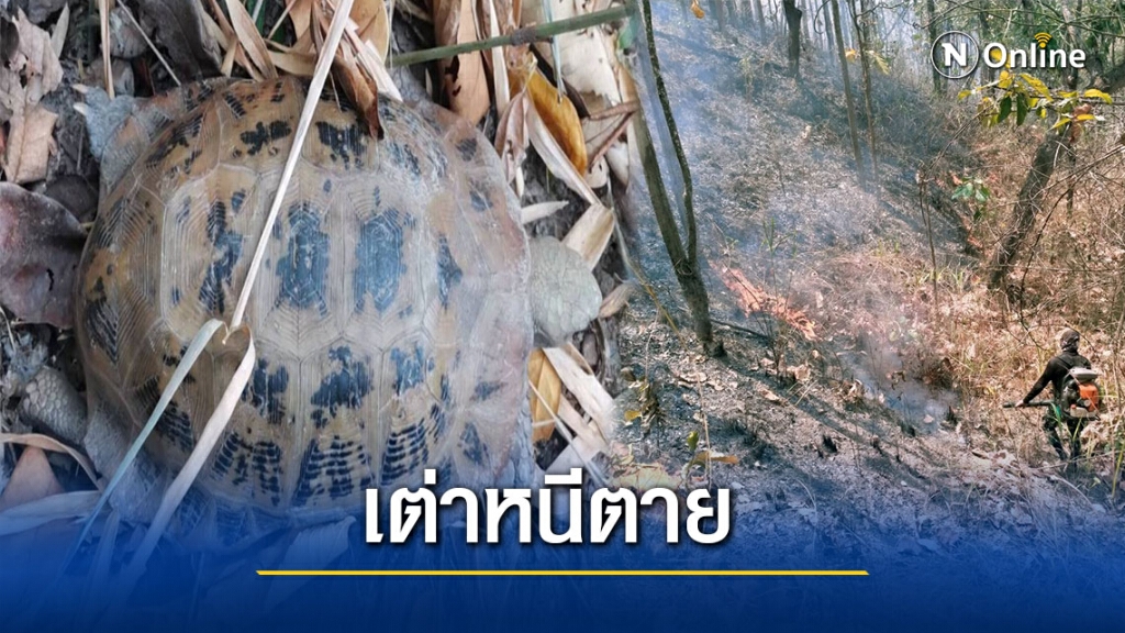 วอนหยุดเผาไฟลามที่อยู่อาศัย"สัตว์ป่า"
