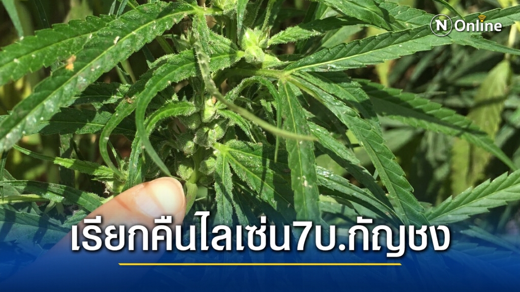 อย.เรียกคืนไลเซ่น7บ.นำเข้าเมล็ดพันธุ์กัญชง