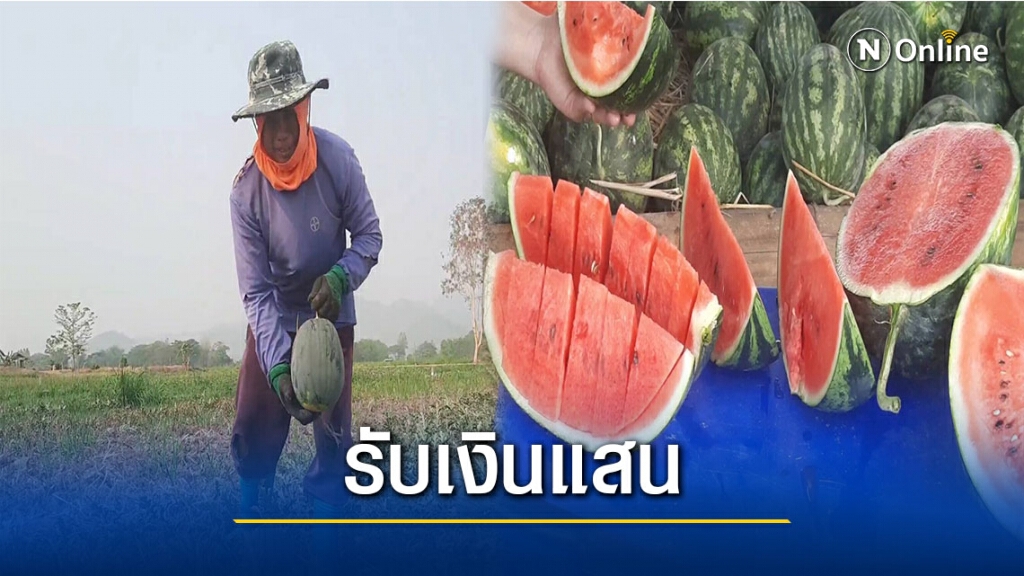 ปลูกแตงโมแทนข้าวนาปรังทำรายได้งาม ปลูกแตงโมแทนข้าวนาปรังทำรายได้งาม