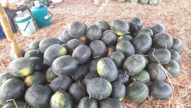 ปลูกแตงโมแทนข้าวนาปรังทำรายได้งาม