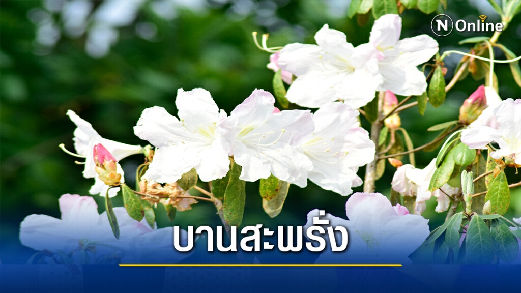 "กุหลาบขาว"เริ่มบานสะพรั่งที่ภูหินร่องกล้า "กุหลาบขาว"เริ่มบานสะพรั่งที่ภูหินร่องกล้า