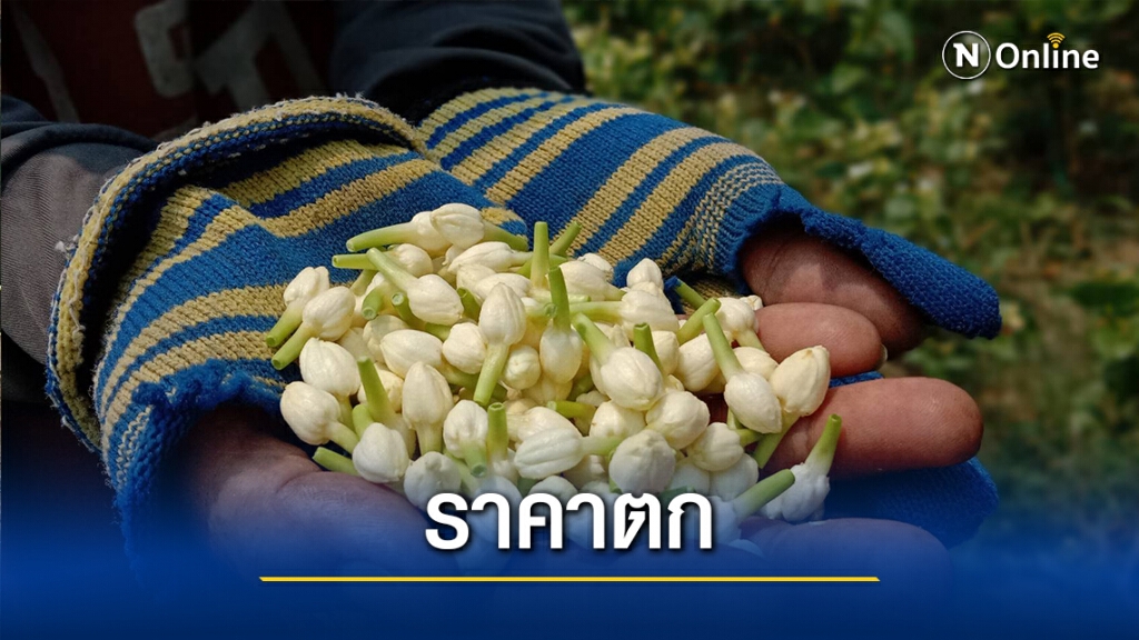 เกษตรกรโอด ดอกมะลิราคาตกต่ำ เหลือกก.ละ200บาท เกษตรกรโอด ดอกมะลิราคาตกต่ำ เหลือกก.ละ200บาท