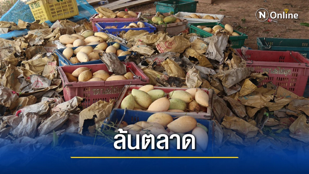 มะม่วงน้ำดอกไม้ล้นตลาดถึงกับทิ้งให้ปลากิน