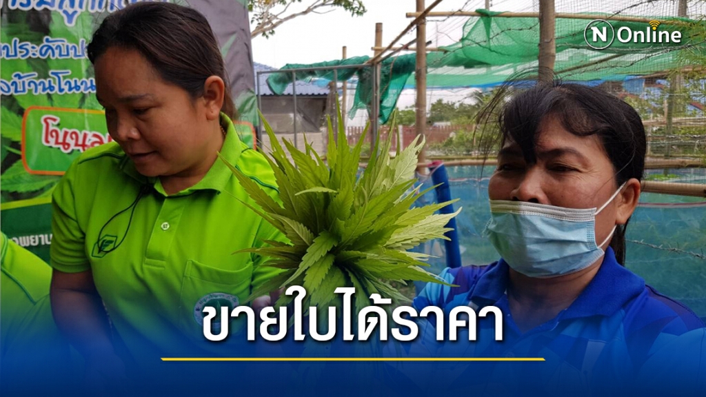 เอ็มโอยูรับซื้อใบกัญชากลุ่มวิสาหกิจชุมชนไปแปรรูปอาหาร