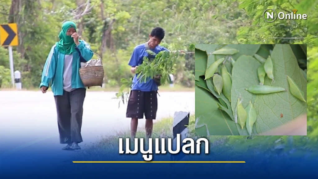 แห่จับดักแด้หนอนผีเสื้อคั่วกินสุดอร่อย ขายได้ราคางามกิโลละ 400 บาท