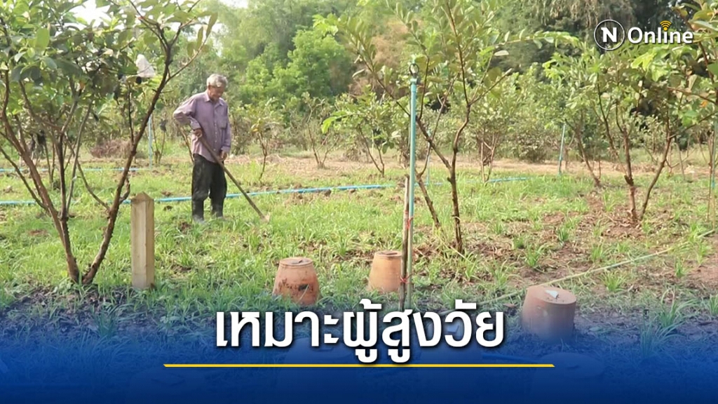 ลุง71ปี ปลูกกุยช่าย-เหลือกินเก็บจำหน่าย ลุง71ปี ปลูกกุยช่าย-เหลือกินเก็บจำหน่าย