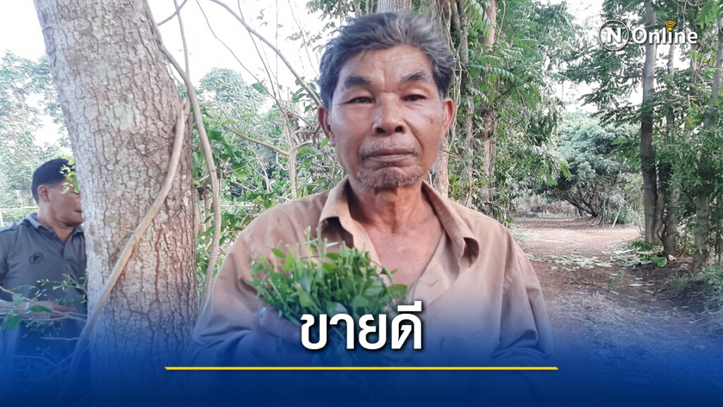ขายดี!ขรก.วัยเกษียณ ผันตัวเป็นเกษตรกรปลูกผักหวานขายทั้งปี