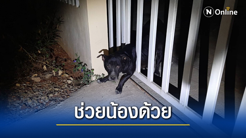 น่าสงสาร! สุนัขจรท้องแอบมุดเข้าบ้าน แต่ตัวติดคาซี่รั้ว