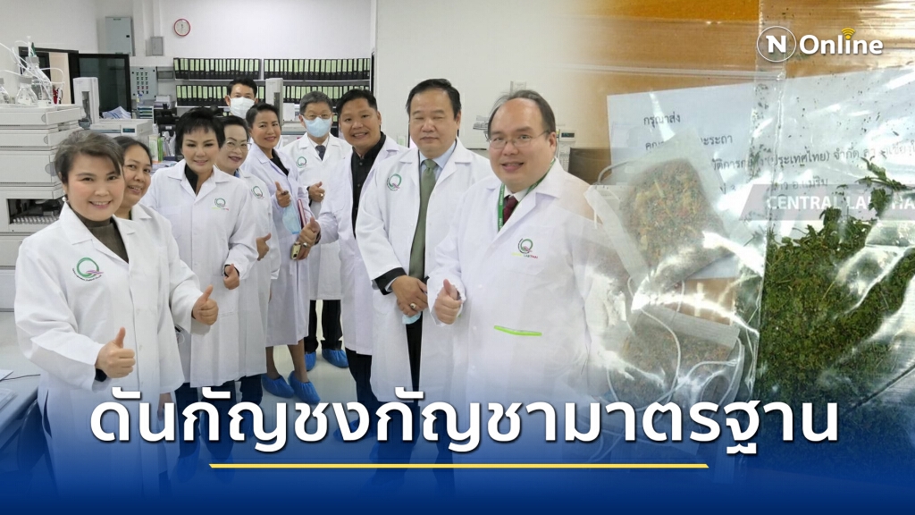 ดันกัญชงกัญชามาตรฐาน