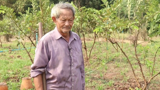 ลุง71ปี ปลูกกุยช่าย-เหลือกินเก็บจำหน่าย