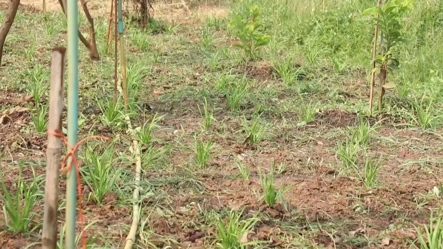 ลุง71ปี ปลูกกุยช่าย-เหลือกินเก็บจำหน่าย