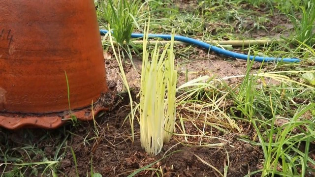 ลุง71ปี ปลูกกุยช่าย-เหลือกินเก็บจำหน่าย