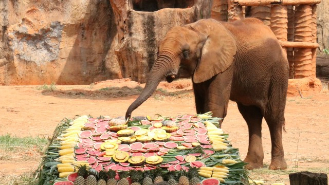 จัดเค้กผลไม้ ฉลองวันเกิด "น้องสีมา"ลูกช้างแอฟริกา