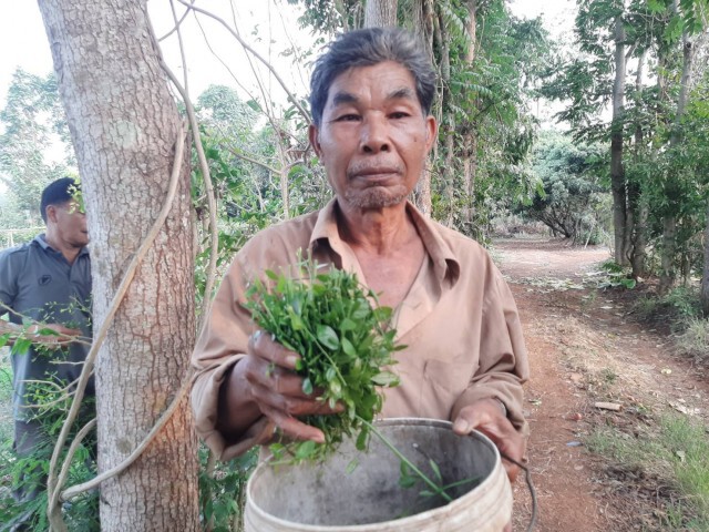 ขายดี!ขรก.วัยเกษียณ ผันตัวเป็นเกษตรกรปลูกผักหวานขายทั้งปี