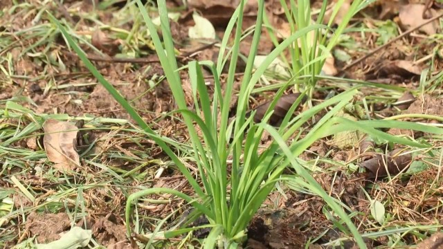 ลุง71ปี ปลูกกุยช่าย-เหลือกินเก็บจำหน่าย