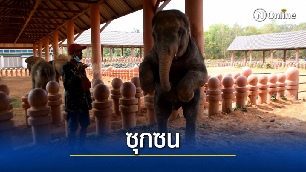 ช้างพลายดาวมงคล แสนน่ารักดังกระฉ่อนในโลกออนไลน์