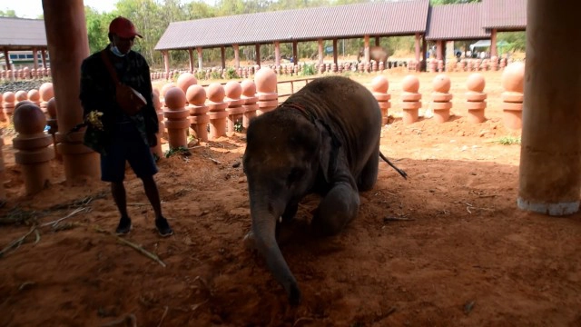 ช้างพลายดาวมงคล แสนน่ารักดังกระฉ่อนในโลกออนไลน์