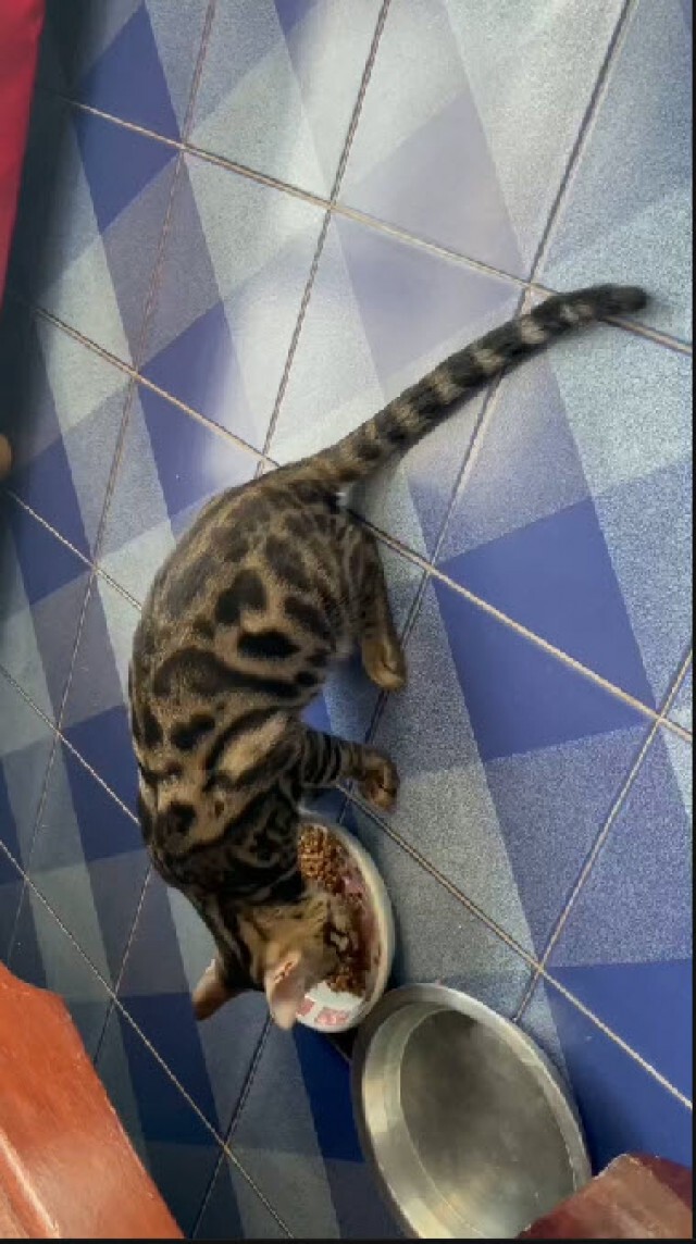 ป.ป.ส. ย้ำการขายทอดตลาด "แมว" ดำเนินการตามข้อกฎหมาย