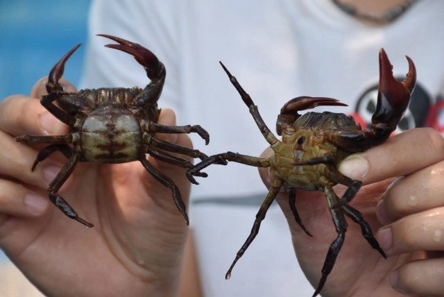 หนุ่มการตลาดสู้โควิด-เลี้ยงปูนาในกระบอกไม้ไผ่