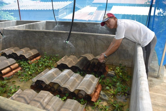 หนุ่มการตลาดสู้โควิด-เลี้ยงปูนาในกระบอกไม้ไผ่